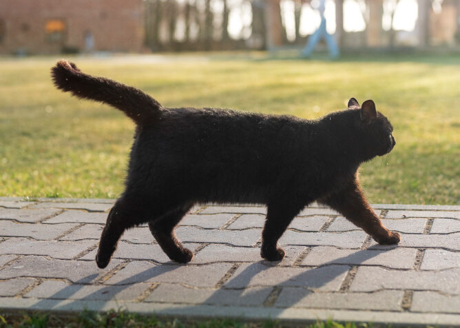 黒猫が横切る